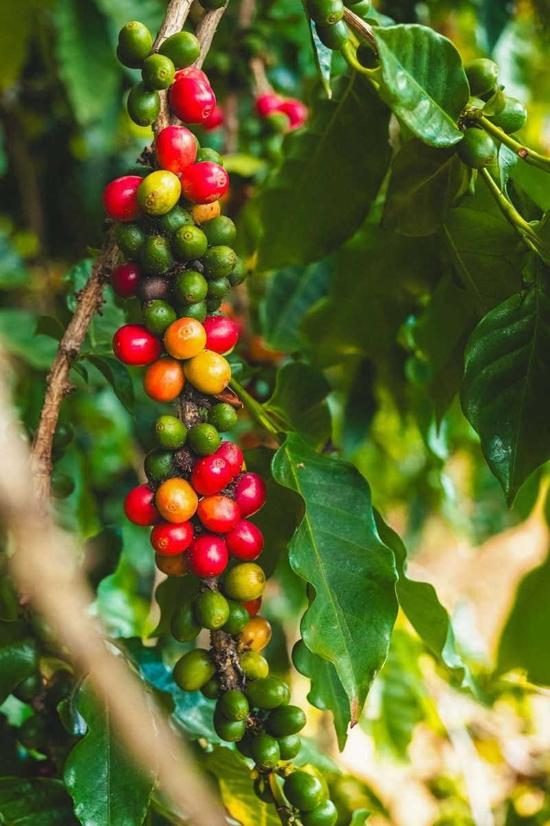 Coffee farm cherries — green coffee export
